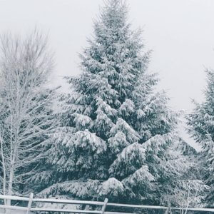 White Christmas by Marissa Mullenax at Deep Creek Lake, MD