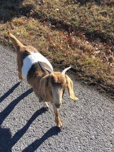 Goat in Swanton, Deep Creek Lake, Maryland Garrett County
