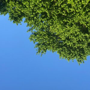 Looking up into blue sky and green tree leaves this morning in Deep Creek Lake, MD