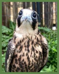 Adventures with Raptors