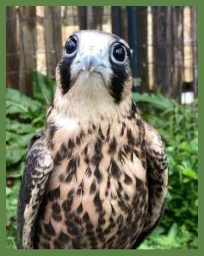 Adventures with Raptors