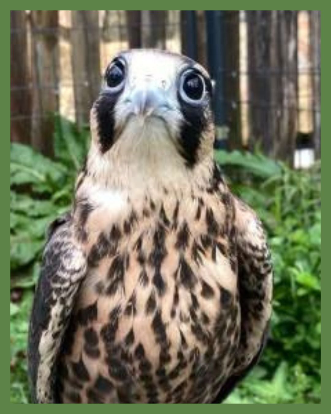 Adventures with Raptors