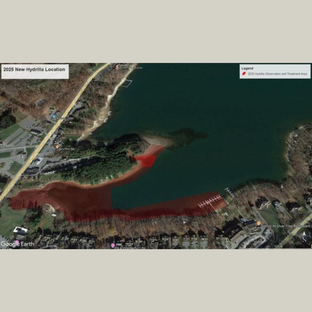 Alert: New Hydrilla Infestation Detected at Arrowhead Cove in Deep Creek Lake
