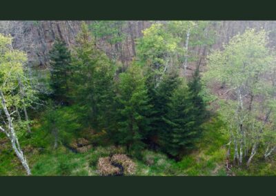 April 24 Red Spruce Planting