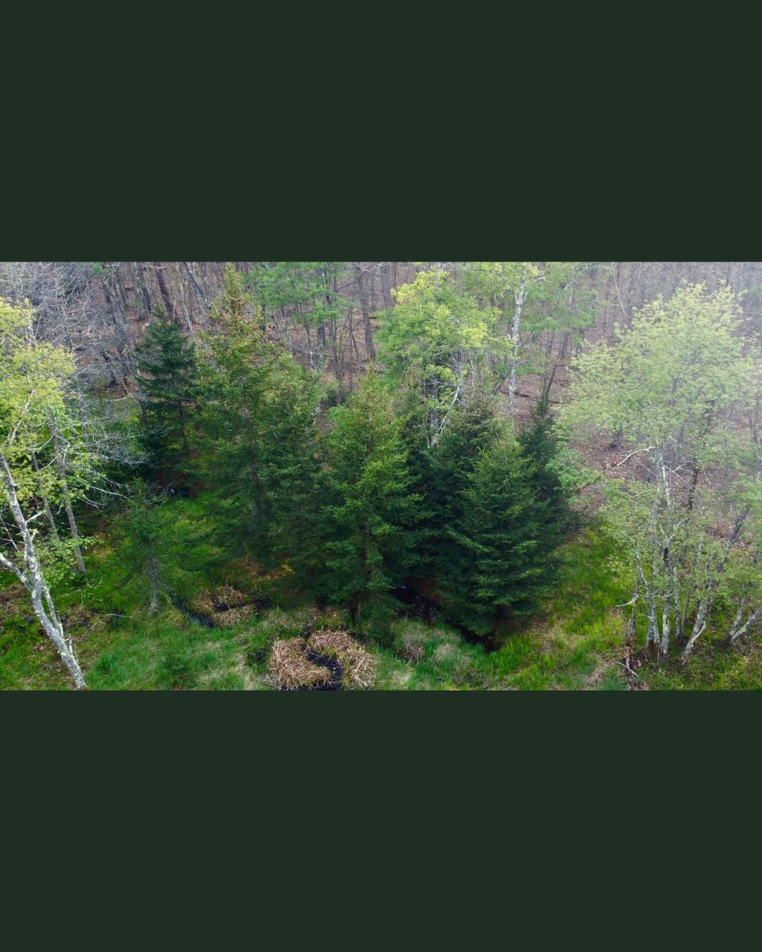 April 24 Red Spruce Planting