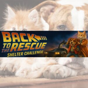 Back to the Rescue Shelter Challenge: Help HART Win Big for Homeless Pets!
