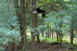 Bill Schmidt Bear at Deep Creek Lake, MD