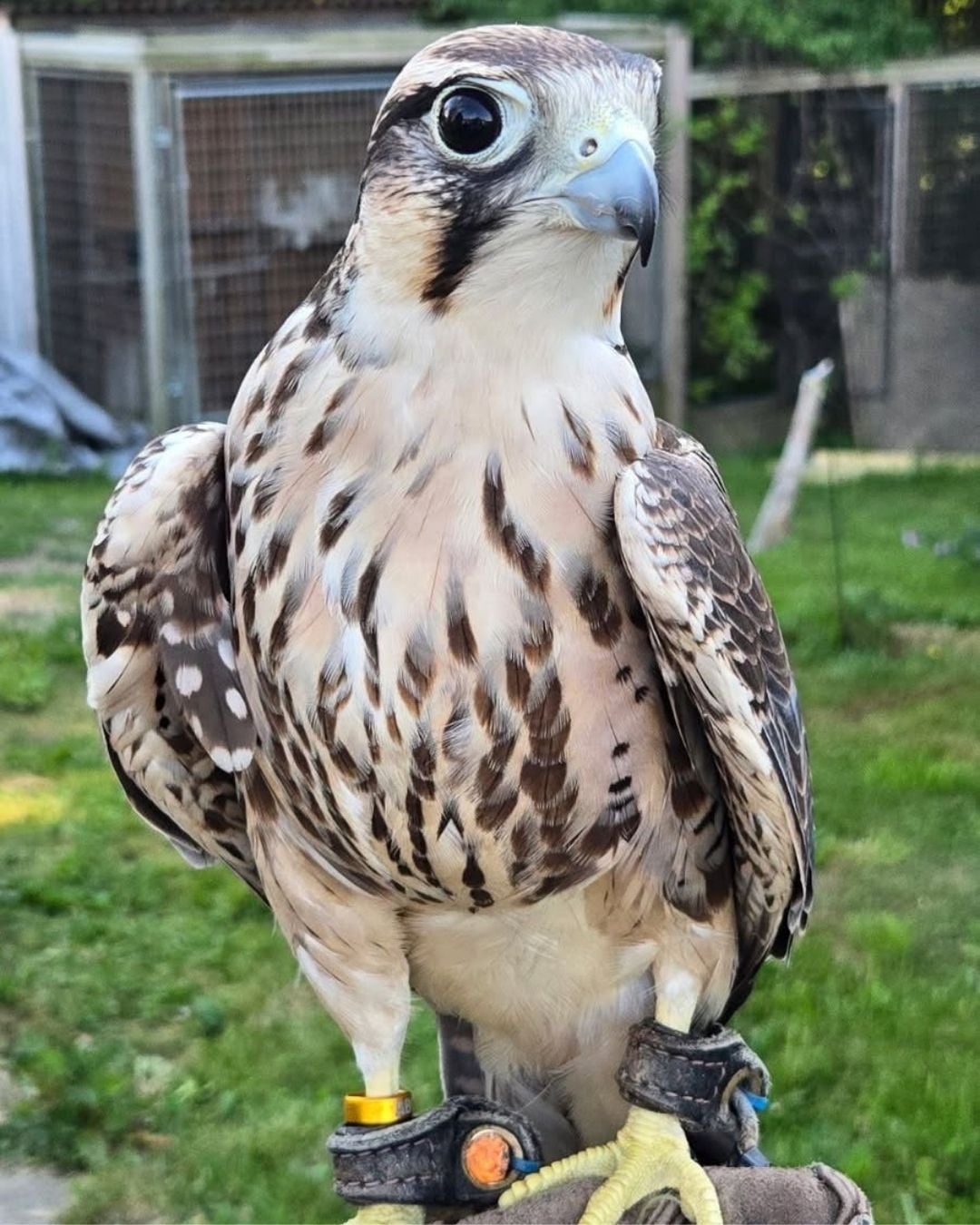 Birds of Prey at Schoolhouse Earth