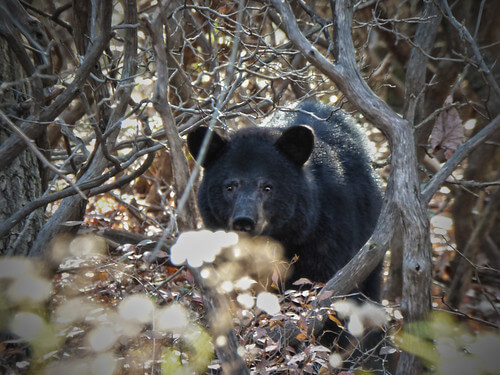Black Bear Lottery Deadline - August 31 and MD Black Bear Lottery Drawing - Sept 7