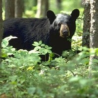 Black Bear Q&A at Deep Creek Lake, MD