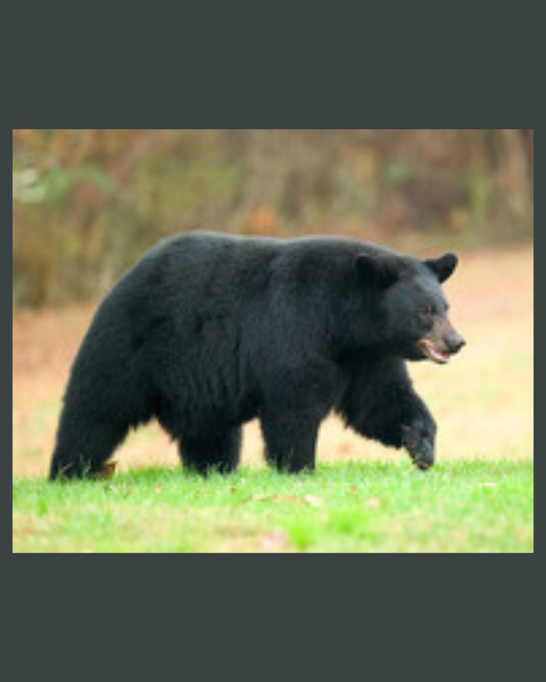 Black Bear Q&A
