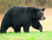 Black Bear Q&A at Deep Creek Lake, MD