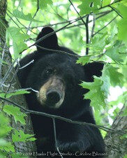 Black Bear Q&A at Deep Creek Lake, MD