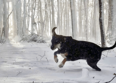 Deep Creek Lake Daily Notes Blog December 5