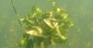Brunch and Learn on Submerged Aquatic Vegetation