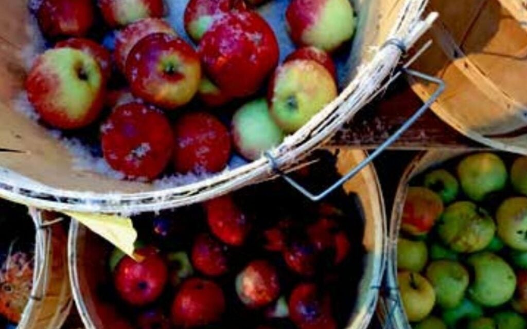 Celebrating The Apples of Western Maryland