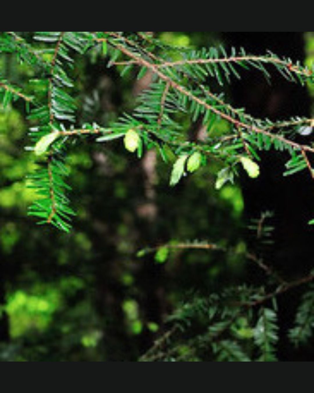 Conifer Trees and Tea Hike (Deep Creek Lake, MD)
