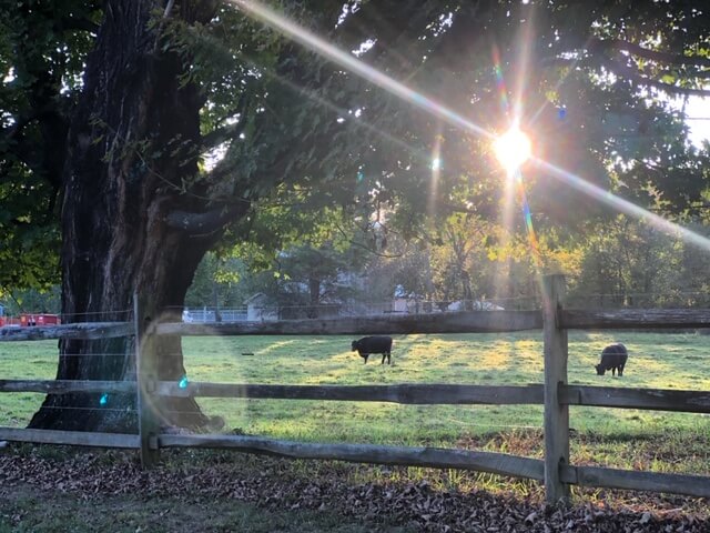 Cows on a Fall evening in Friendsville, MD