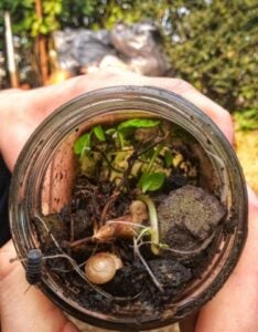Creepy Crawlers