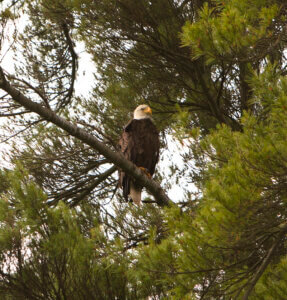 DCL Bald Eagle L Murphy