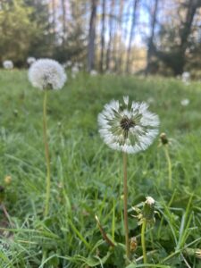 Dandelions