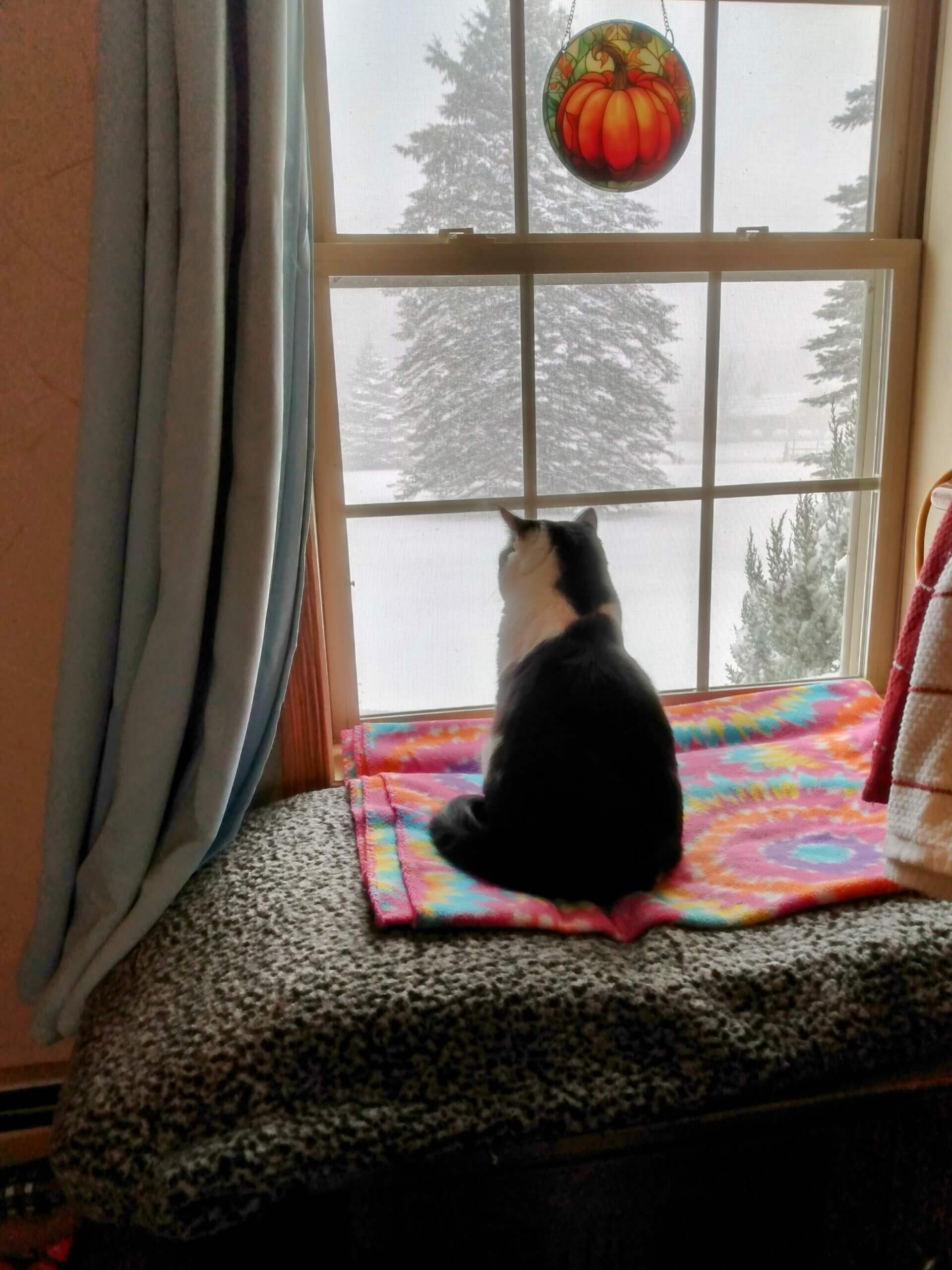 Debbie Miller Cat Watching the Snowstorm