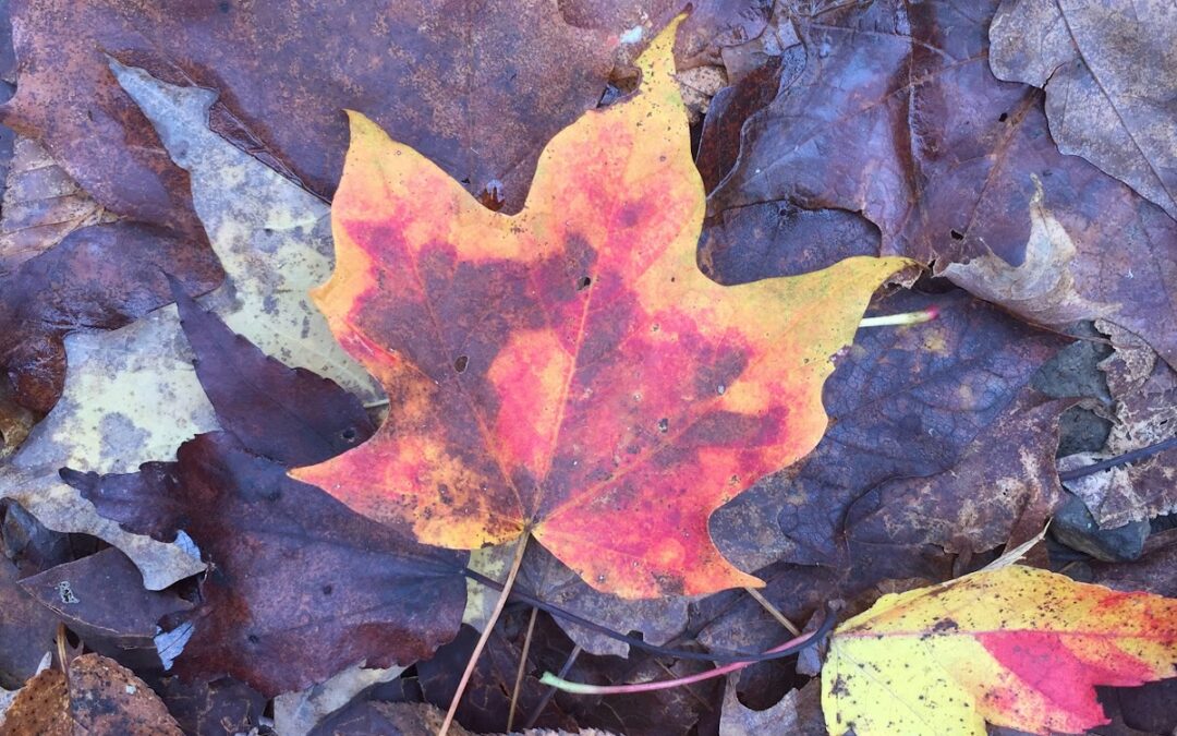 Deep Creek Daily Notes Blog October 21
