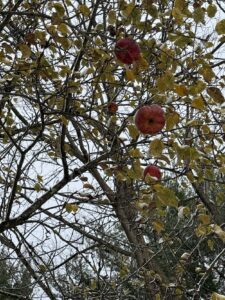 Deep Creek Daily Notes Blog - Thanksgiving