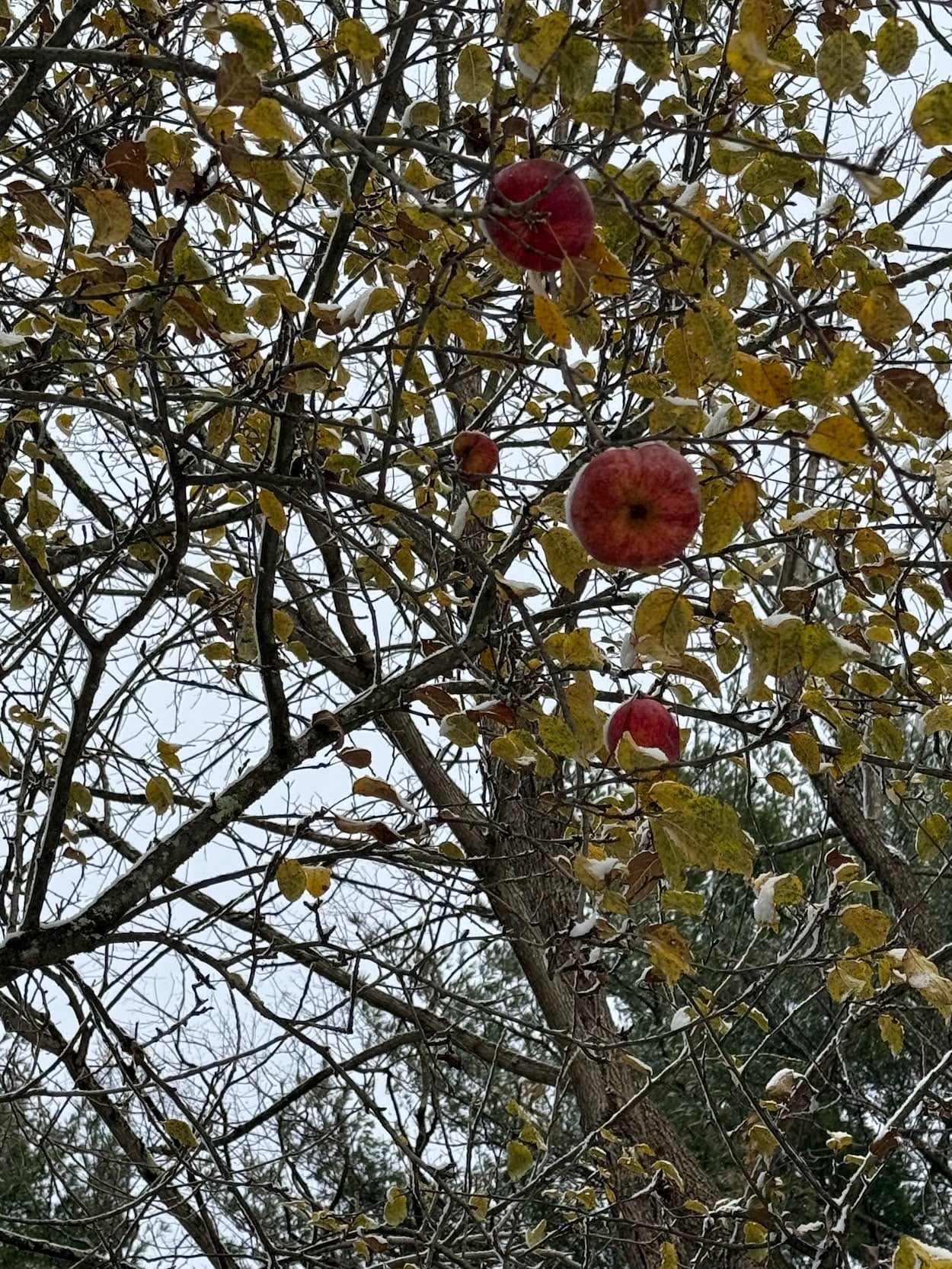 Deep Creek Daily Notes Blog - Thanksgiving