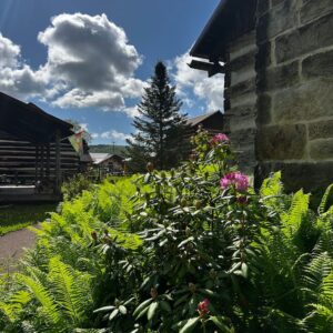 Green ferns and pink flowers in front of rustic cabins on a sunny day.