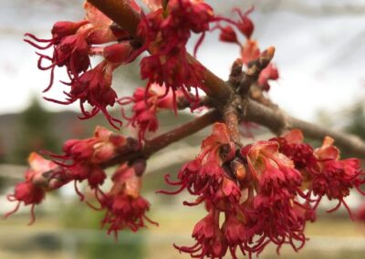 Deep Creek Lake Daily Notes Blog April 15