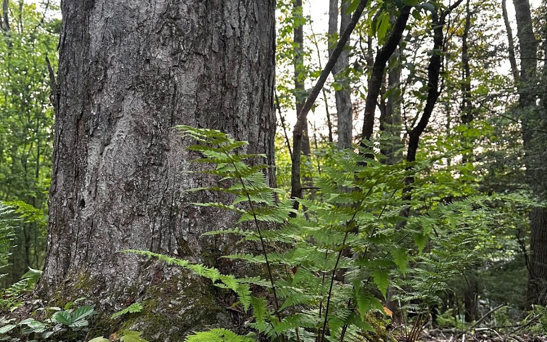 Deep Creek Lake Daily Notes Blog April 23