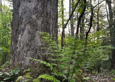 Deep Creek Lake Daily Notes Blog April 23