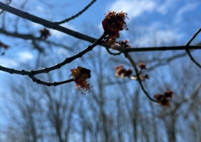Deep Creek Lake Daily Notes Blog April 9