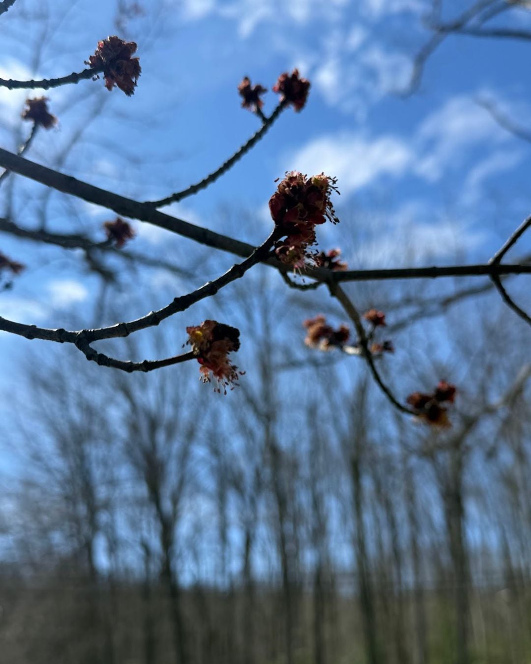 Deep Creek Lake Daily Notes Blog April 9