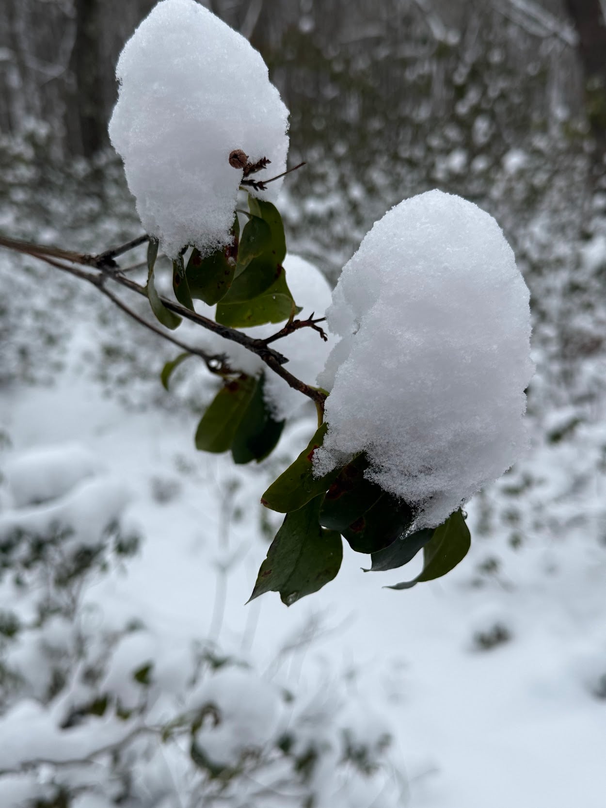 Deep Creek Lake Daily Notes Blog January 26