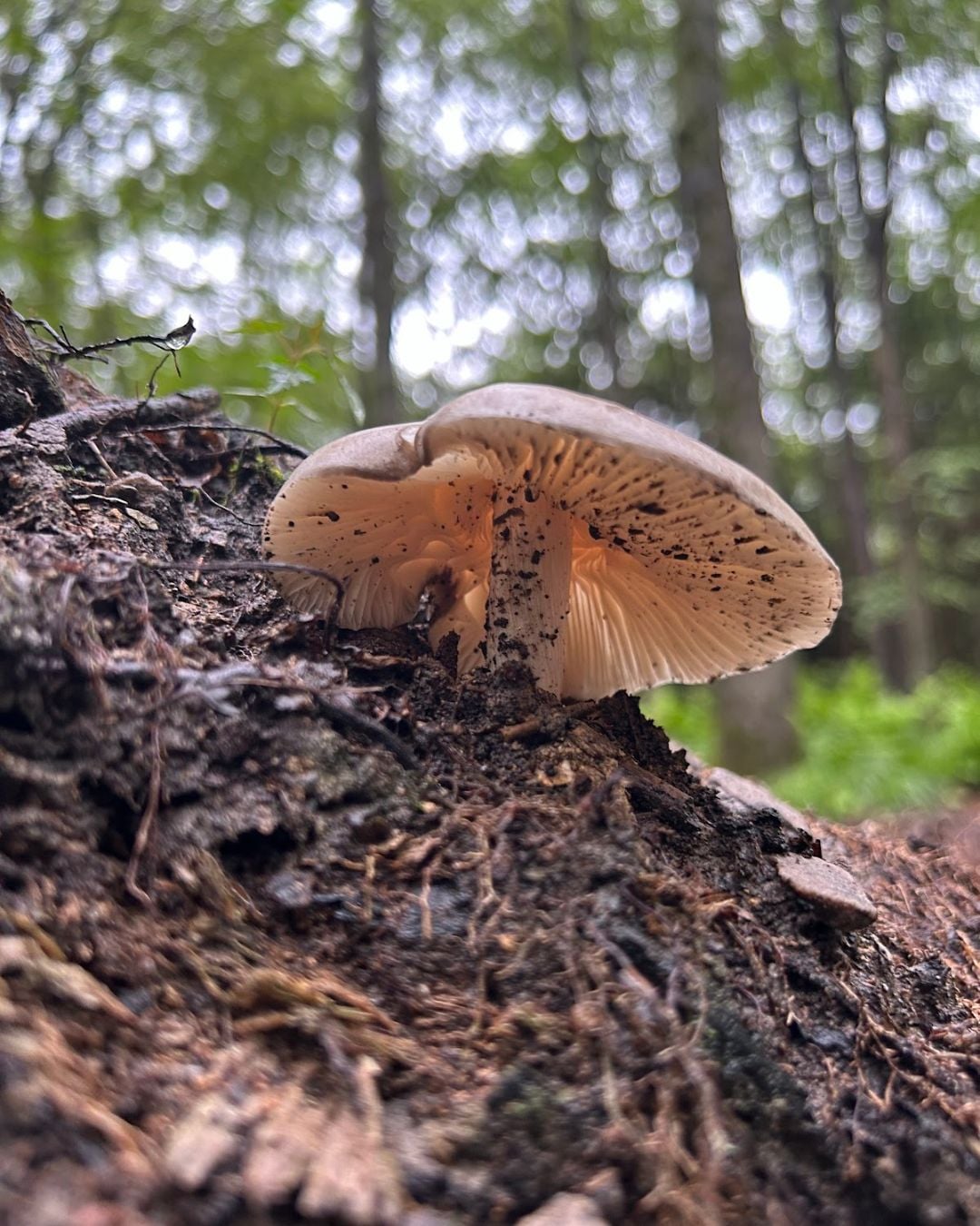 Deep Creek Lake Daily Notes Blog May 1 Weekend