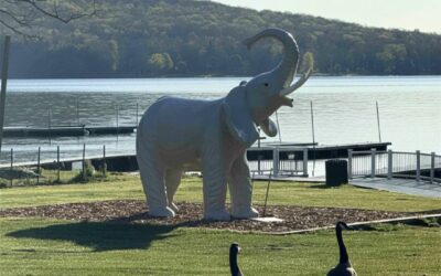 HUGE NEWS: A New Elephant Arrives at Uno’s This Saturday!