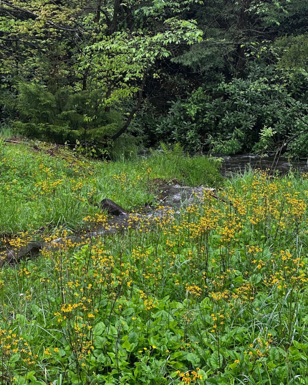 Deep Creek Lake Daily Notes Blog May 7