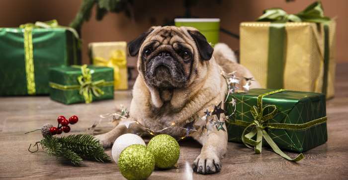 Expert Warns Maryland Pet Owners to Stop Treating Them as 'Little Humans' This Christmas