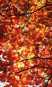 Fall Foliage Phenology- The Science of Changing Leaves