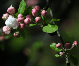 First Apple Blossom