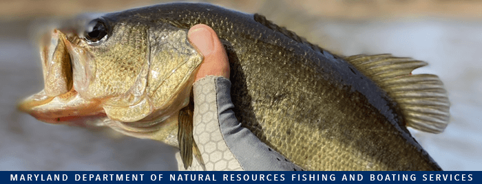 Fishing Maryland's Black Bass: Annual Review Now Available - Deep