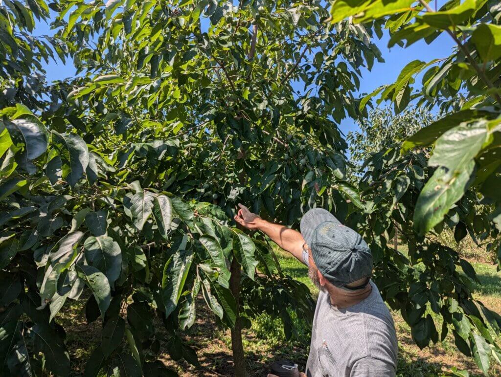 Food Forests Bring Fruit Harvests and Deeper Connections to Land (Deep Creek Lake, MD)