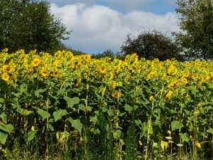 Fran Martin Sunflowers at Deep Creek Lake, MD