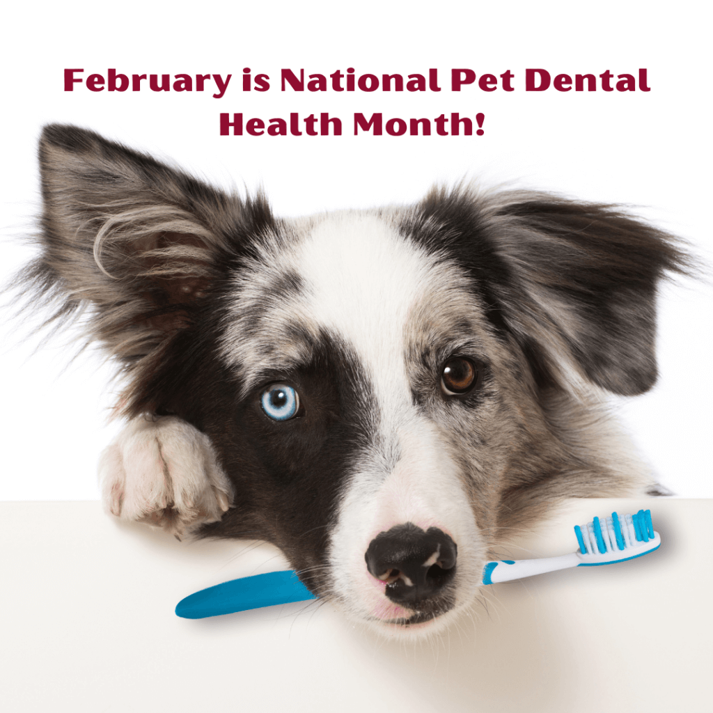 Free Dental Screening February at HART for Animals at Deep Creek Lake, MD