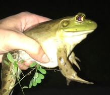 Froggy Night Hike at Deep Creek Lake, MD