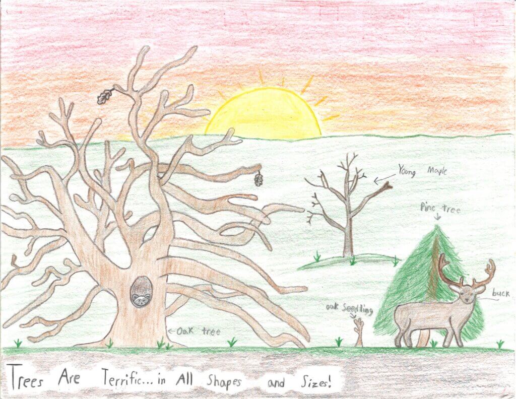 Garrett County Forestry Board Poster Contest Winners 3rd Place - Lane Miller at Deep Creek Lake, MD