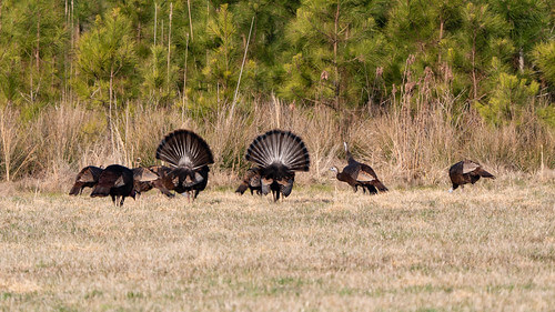 Groundbreaking Wild Turkey Research Set to Begin in Maryland