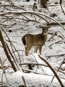 Holly Slusser Kern‎ Deer at Deep Creek Lake, MD